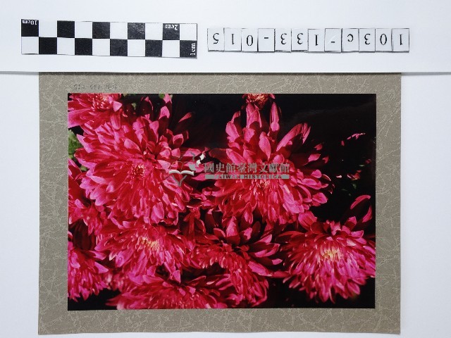 粉色菊花藏品圖，第1張