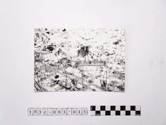 黃則修攝荷花池15藏品圖，第1張