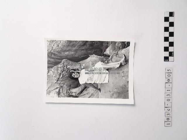 黃則修攝野柳的稀客－凌波藏品圖，第1張