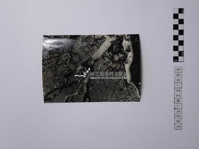 黃則修攝樹木藏品圖，第1張