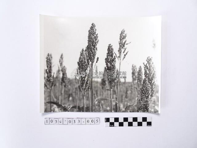 黃則修攝高粱藏品圖，第1張