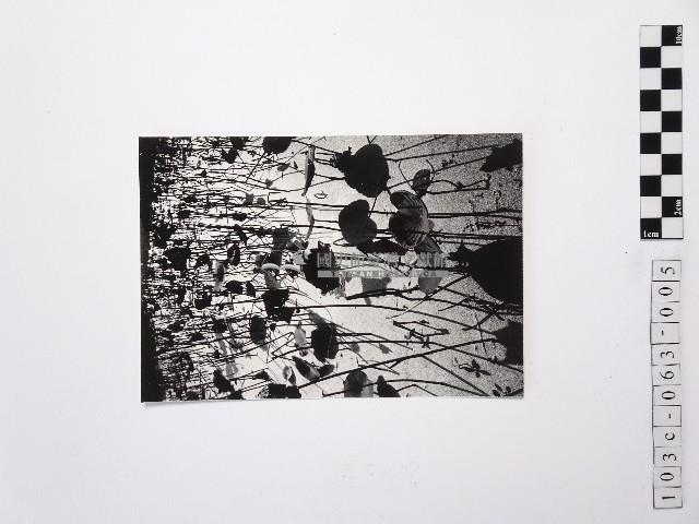 黃則修攝荷花池5藏品圖，第1張