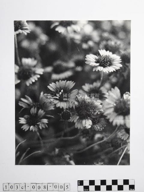 黃則修攝澎湖縣花天人菊藏品圖，第1張