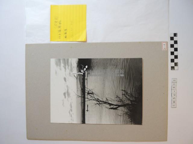 社子頭歸航藏品圖，第1張