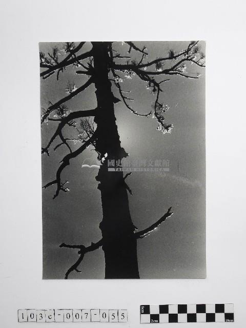 黃則修攝冰樹迎曦藏品圖，第1張