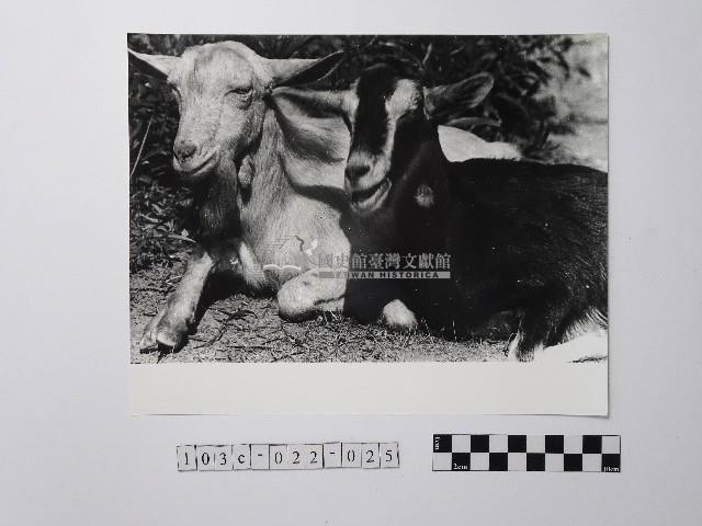 黃則修攝羊藏品圖，第1張