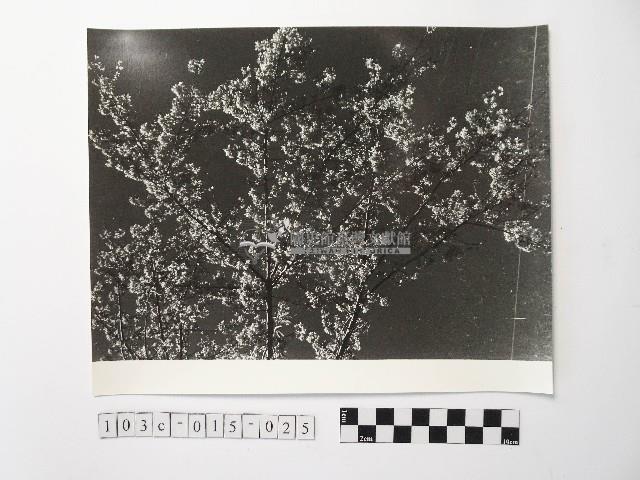 黃則修攝開花的樹木藏品圖，第1張