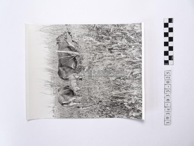 黃則修攝牛失是澎湖炊事主要的柴藏品圖，第1張