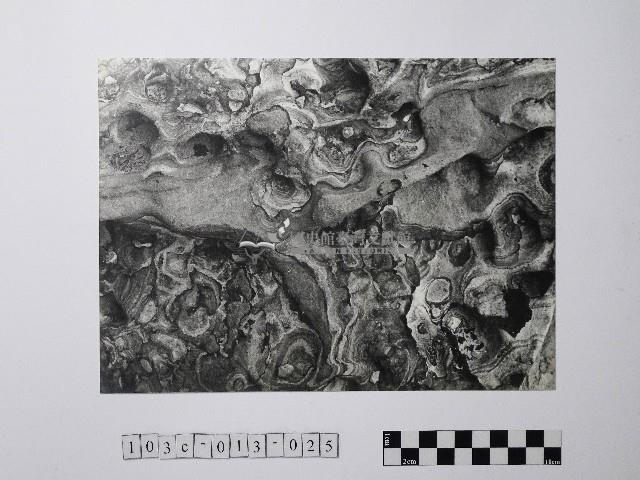 黃則修攝野柳地景風化紋藏品圖，第1張