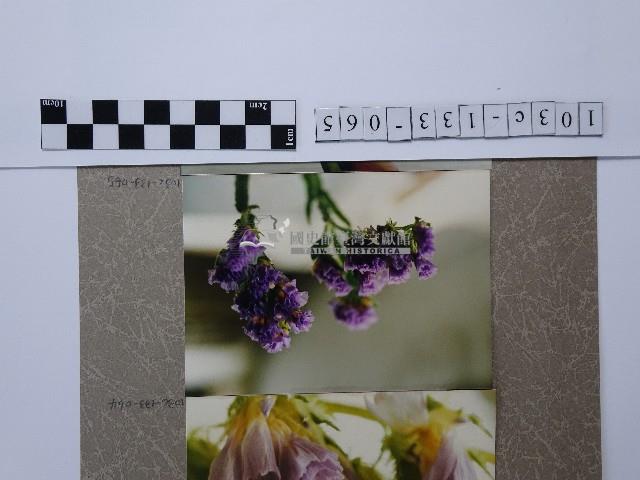 勿忘我藏品圖，第1張