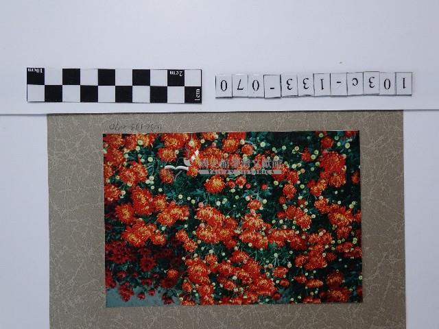 紅色菊花叢藏品圖，第1張