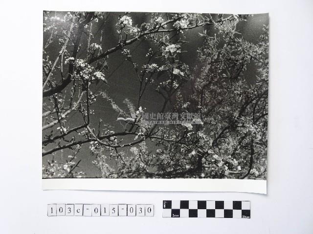 黃則修攝開花的樹木藏品圖，第1張