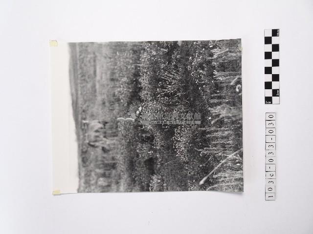 黃則修攝澎湖縣花天人菊藏品圖，第1張