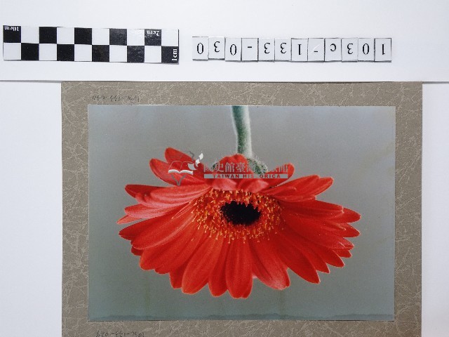 紅色菊花藏品圖，第1張
