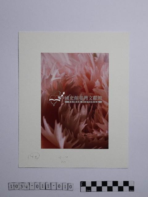 黃則修攝康乃馨藏品圖，第1張