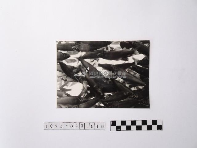 黃則修攝魚群水中優游藏品圖，第1張