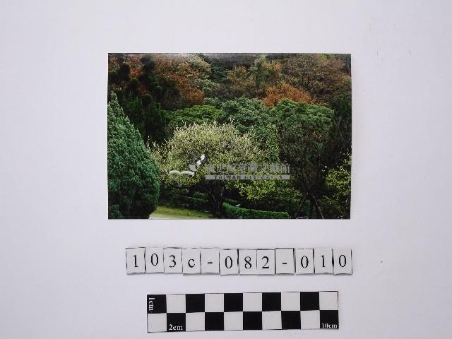 黃則修攝樹林藏品圖，第1張