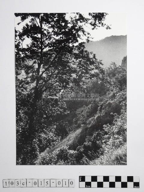 黃則修攝高山風情藏品圖，第1張