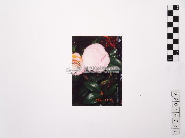 黃則修攝玫瑰花藏品圖，第1張