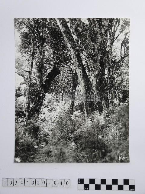 黃則修攝參天的原始巨木林藏品圖，第1張