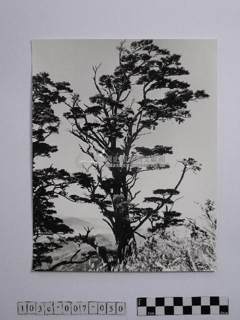 黃則修攝參天古木藏品圖，第1張