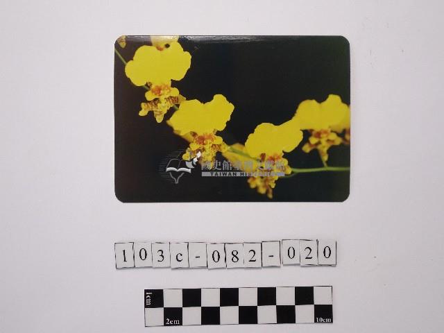 黃則修攝蝴蝶蘭藏品圖，第1張