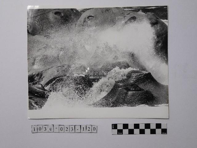 黃則修攝野柳地景藏品圖，第1張