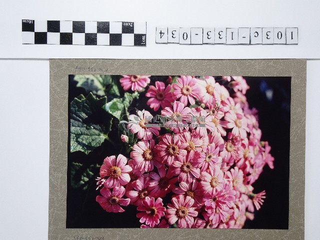 粉色菊花叢藏品圖，第1張