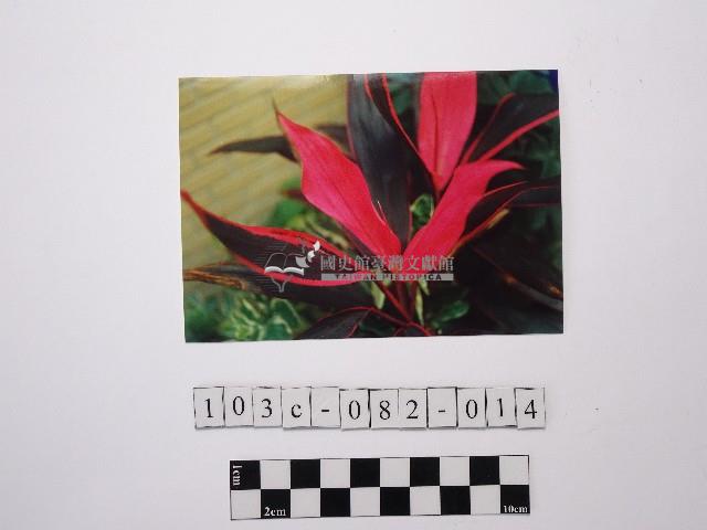 黃則修攝植物藏品圖，第1張