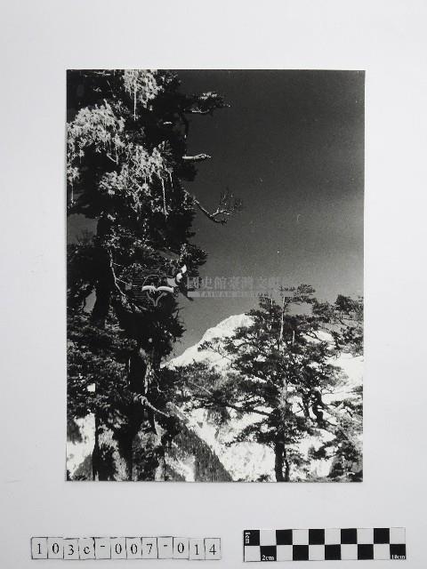 黃則修攝合歡主峰的冰樹藏品圖，第1張