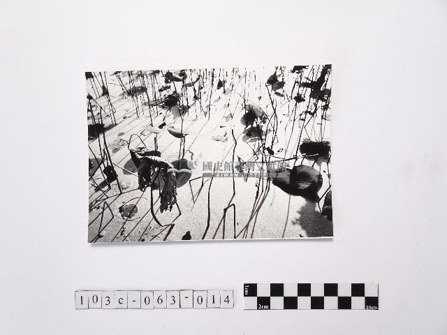 黃則修攝荷花池14藏品圖，第1張