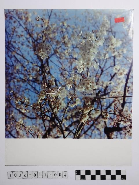 黃則修攝櫻花藏品圖，第1張