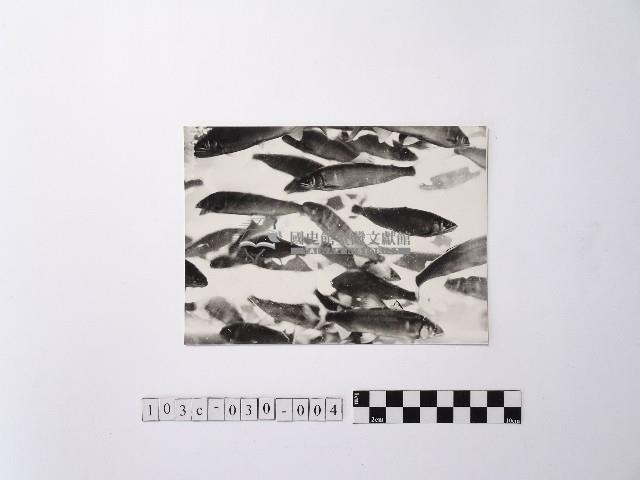 黃則修攝魚群水中優游藏品圖，第1張