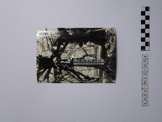 黃則修攝盤根錯節的樹木藏品圖，第1張