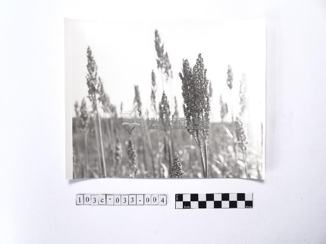 黃則修攝高粱藏品圖，第1張