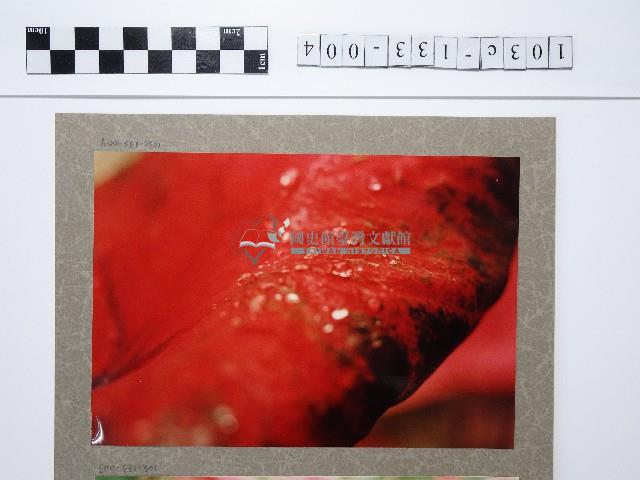 植物藏品圖，第1張