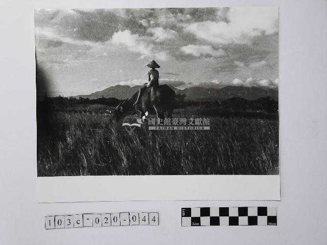 黃則修攝牧童與牛藏品圖，第1張