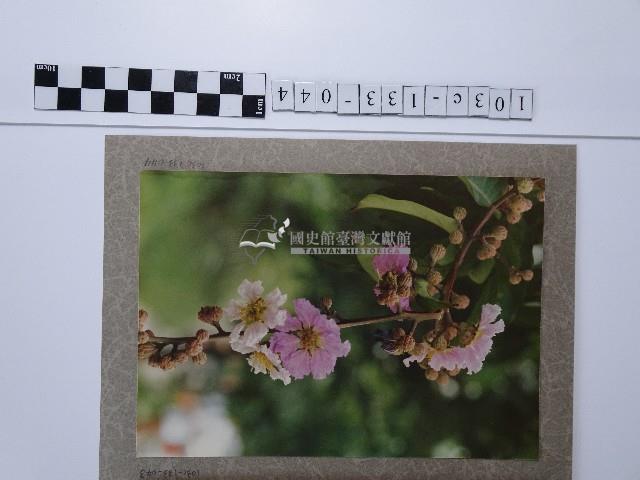 紫薇藏品圖，第1張