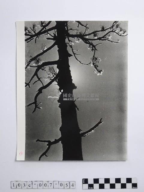 黃則修攝冰樹迎曦藏品圖，第1張