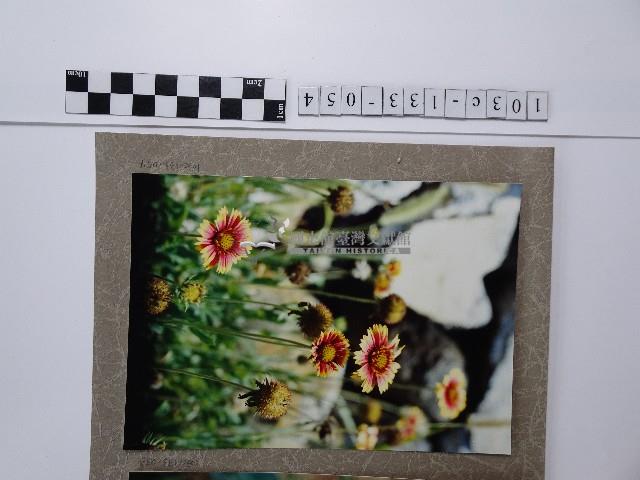 天人菊藏品圖，第1張