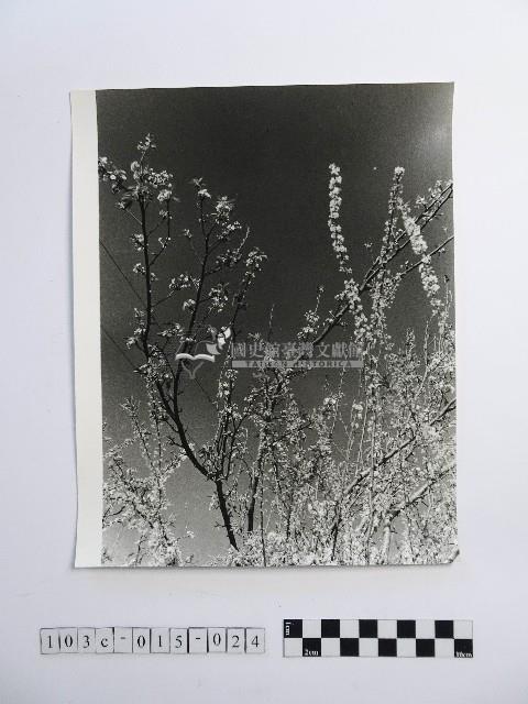 黃則修攝開花的樹木藏品圖，第1張
