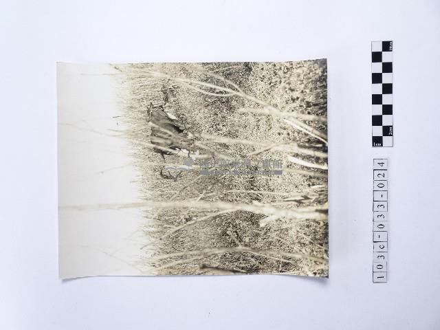 黃則修攝放牧在銀合歡欉中牛藏品圖，第1張