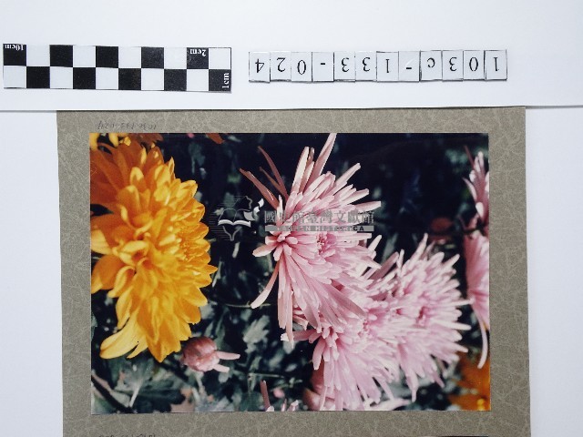 菊花藏品圖，第1張