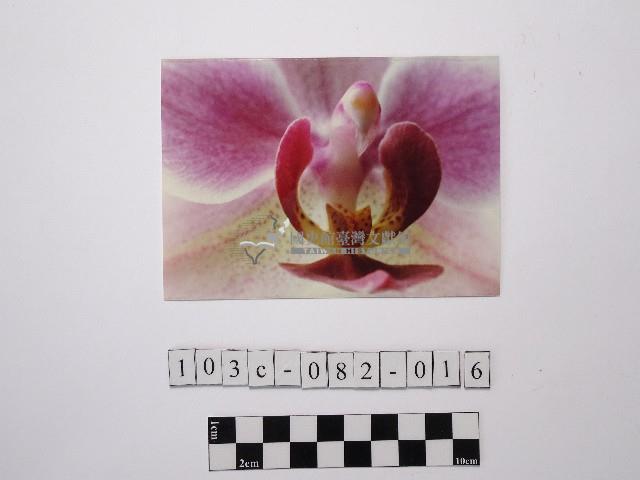 黃則修攝蘭花藏品圖，第1張