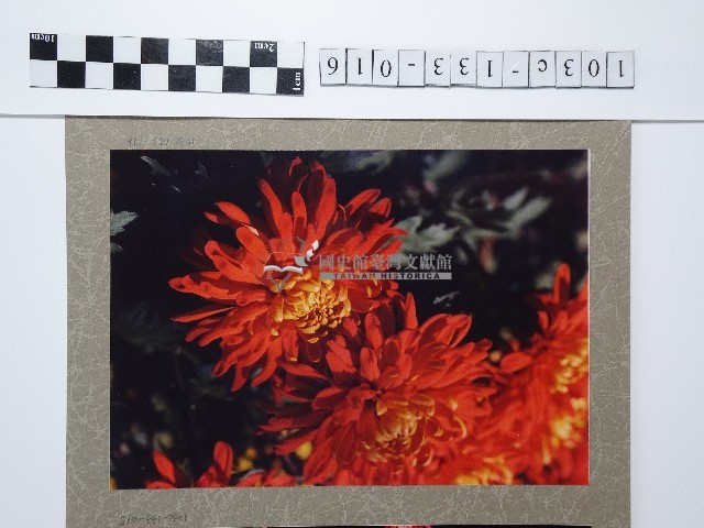 紅色菊花藏品圖，第1張