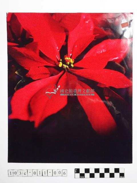 黃則修攝聖誕紅藏品圖，第1張