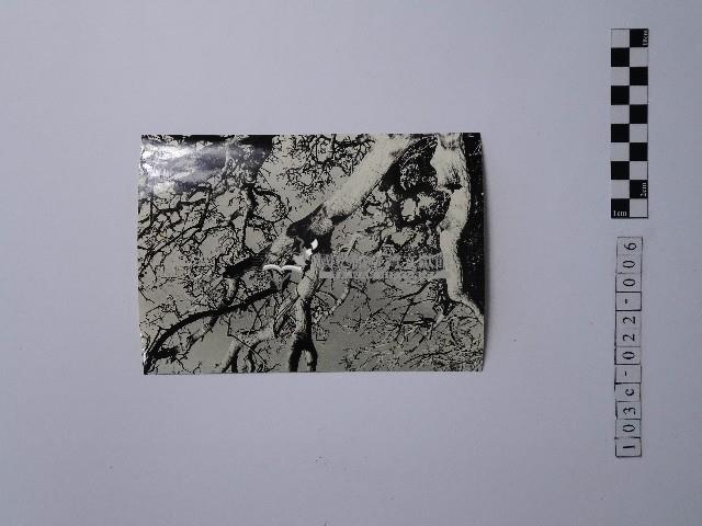 黃則修攝樹木藏品圖，第1張