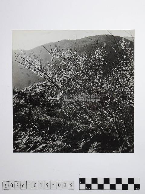 黃則修攝開花的樹木藏品圖，第1張