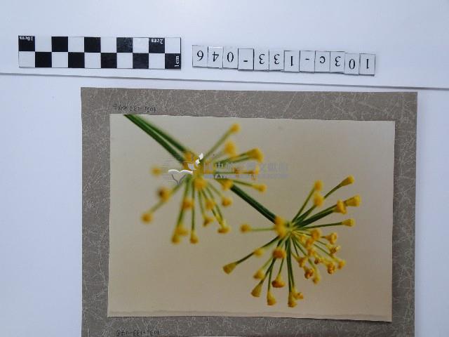 茴香藏品圖，第1張