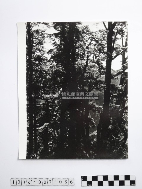 黃則修攝蔽天的原始林藏品圖，第1張